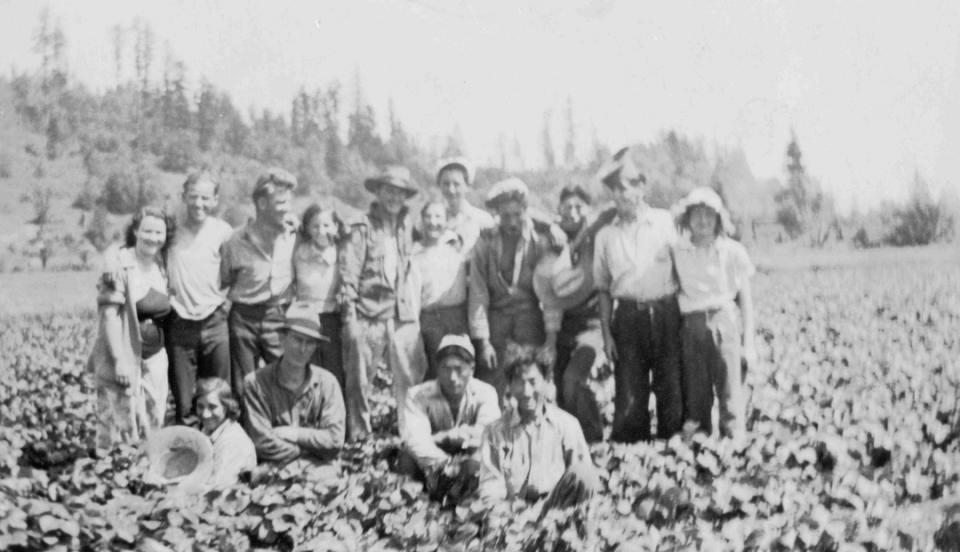 Strawberry pickers on Fujikawa Farm